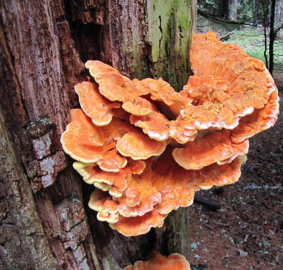 Ferienhaeuser Troester Бад-Кляйнкірхгайм Екстер'єр фото